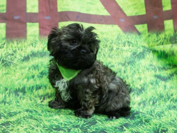 Shorkie DOG Male Black and Brindle 12596 Petland Wichita, Kansas