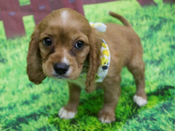 Cockalier DOG Female Ruby 12595 Petland Wichita, Kansas