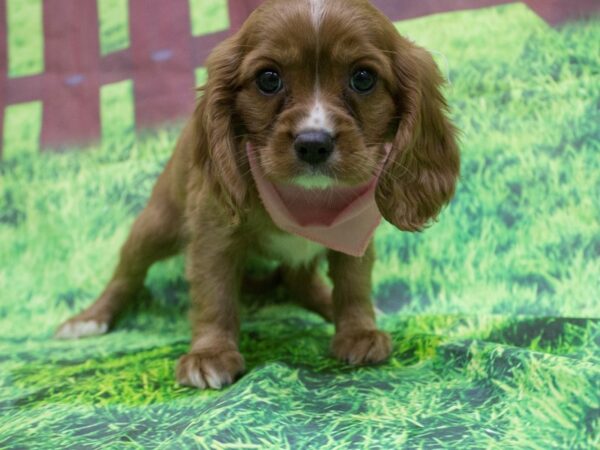 Cockalier DOG Female Ruby 12593 Petland Wichita, Kansas