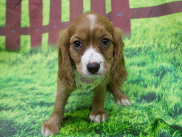 Cockalier DOG Female Ruby 12594 Petland Wichita, Kansas