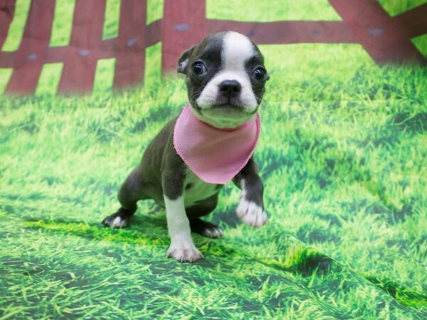 Boston Terrier DOG Female Blue and White 12584 Petland Wichita, Kansas