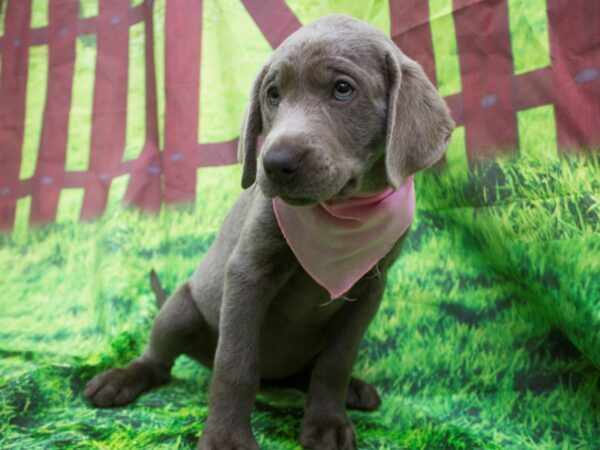 Labrador Retriever DOG Female Silver 12581 Petland Wichita, Kansas