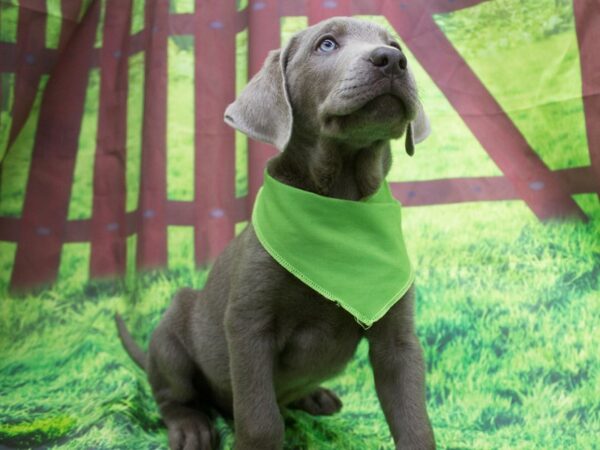 Labrador Retriever DOG Male Silver 12580 Petland Wichita, Kansas