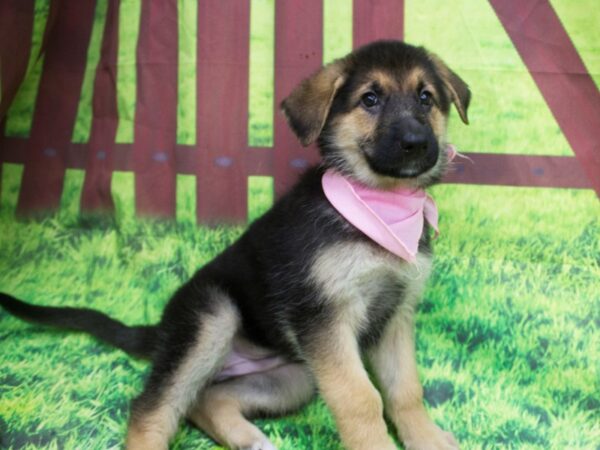 German Shepherd Dog DOG Female Black and Tan 12578 Petland Wichita, Kansas