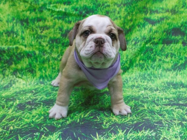 English Bulldog DOG Female Chocolate Fawn 12609 Petland Wichita, Kansas