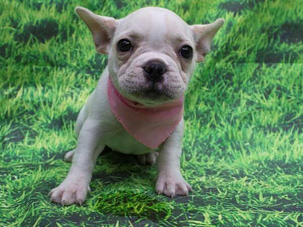 French Bulldog DOG Female White and Cream 12623 Petland Wichita, Kansas