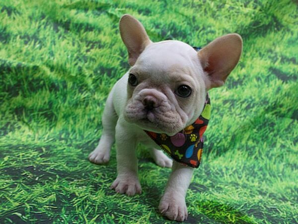 French Bulldog DOG Male White and Cream 12621 Petland Wichita, Kansas