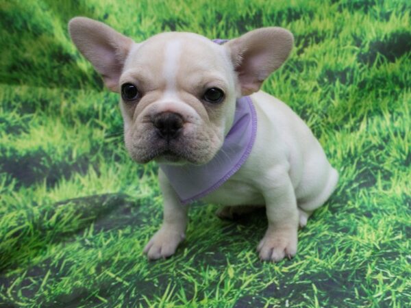 French Bulldog DOG Female White and Cream 12622 Petland Wichita, Kansas