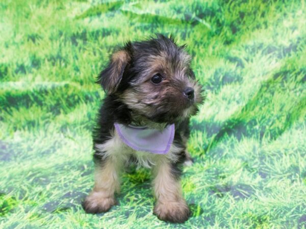 Morkie-DOG-Female-Black and Tan-12630-Petland Wichita, Kansas