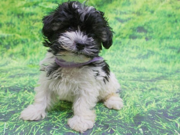 Havanese DOG Female Black and White 12632 Petland Wichita, Kansas