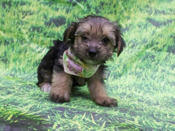 Morkie DOG Female Black and Tan 12631 Petland Wichita, Kansas