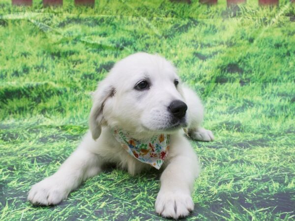 English Golden Retriever-DOG-Female-Cream-12604-Petland Wichita, Kansas