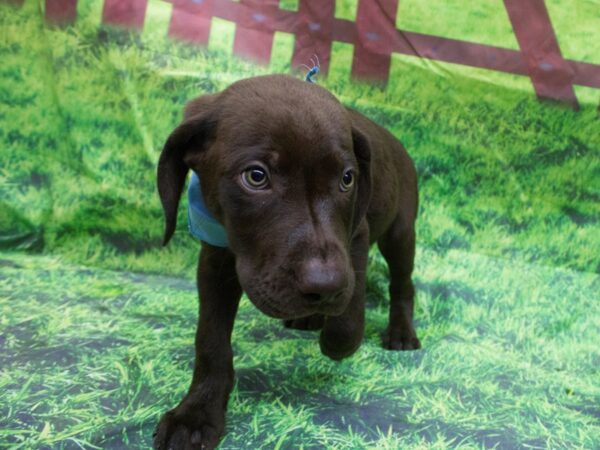 Labrador Retriever-DOG-Male-Chocolate-12602-Petland Wichita, Kansas