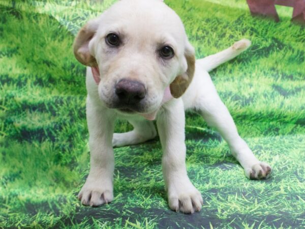 Labrador Retriever DOG Female Yellow 12601 Petland Wichita, Kansas