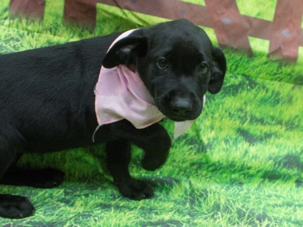 Labrador Retriever DOG Female Black 12600 Petland Wichita, Kansas