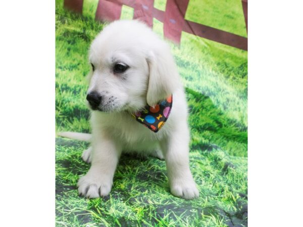 English Golden Retriever-DOG-Male-Cream-12605-Petland Wichita, Kansas