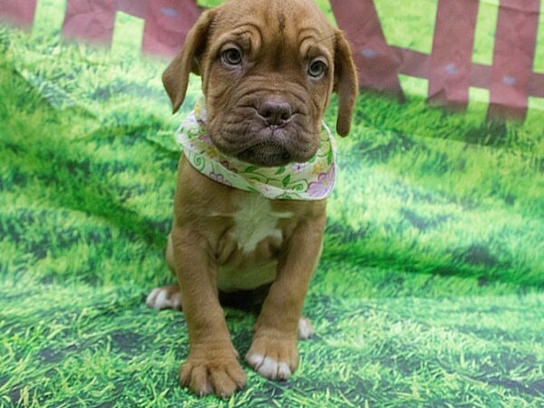 Dogue de Bordeaux DOG Female Red with White Patches 12606 Petland Wichita, Kansas