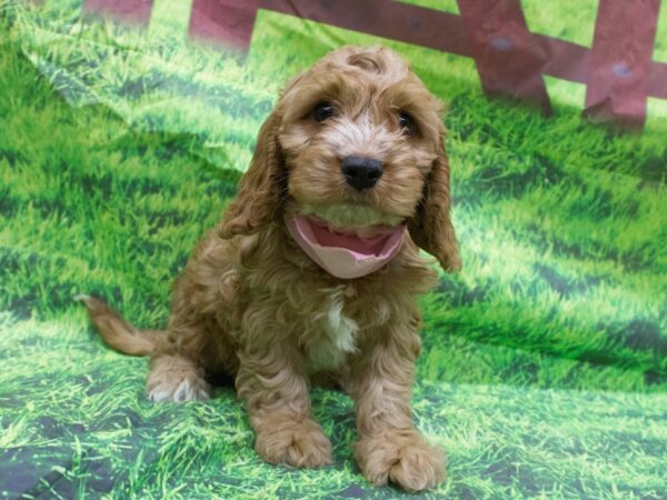 Cavapoo DOG Female Ruby with White Markings 12624 Petland Wichita, Kansas