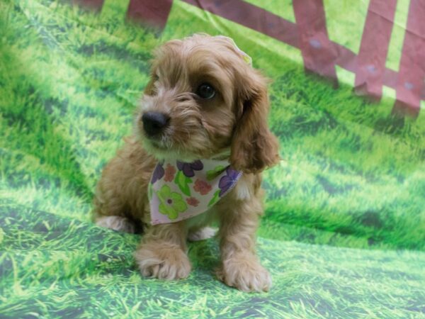 Cavapoo DOG Female Ruby with White Markings 12625 Petland Wichita, Kansas