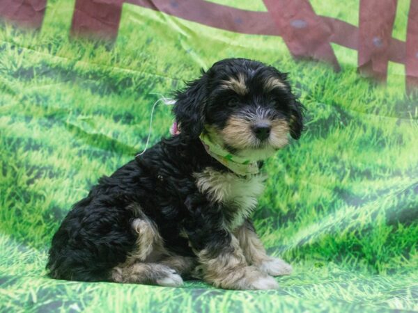 Havapoo DOG Male Blonde 12633 Petland Wichita, Kansas