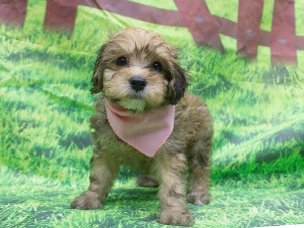 Havapoo-DOG-Female-Sable-12635-Petland Wichita, Kansas
