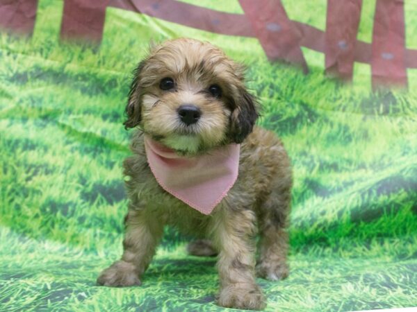 Havapoo DOG Female Sable 12635 Petland Wichita, Kansas