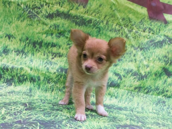 Chihuahua-DOG-Male-Chocolate-12618-Petland Wichita, Kansas