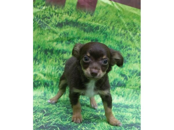 Chihuahua DOG Female Blonde 12620 Petland Wichita, Kansas