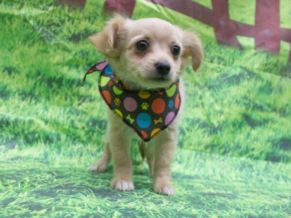 Chihuahua-DOG-Male-Blonde-12617-Petland Wichita, Kansas