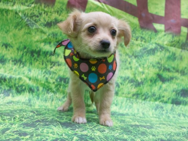 Chihuahua DOG Male Blonde 12617 Petland Wichita, Kansas