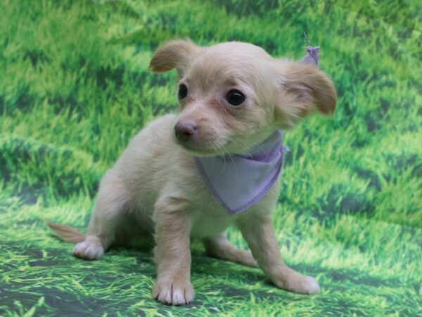 Chihuahua DOG Female Blonde 12619 Petland Wichita, Kansas