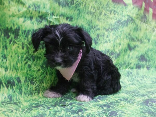 Morkie DOG Male Black and White 12629 Petland Wichita, Kansas