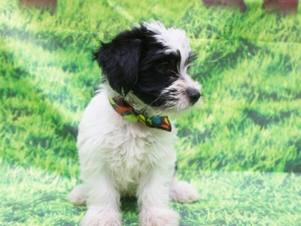 Morkie-DOG-Female-Black and White-12626-Petland Wichita, Kansas