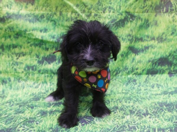 Morkie DOG Male Black 12627 Petland Wichita, Kansas