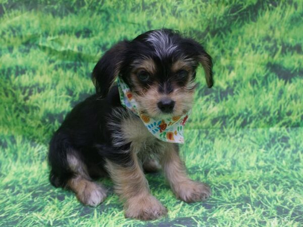 Morkie DOG Male Black and Tan 12628 Petland Wichita, Kansas