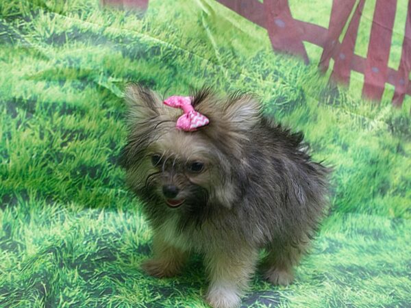 Toy Maltipom DOG Female Sable 12615 Petland Wichita, Kansas