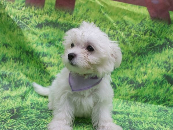 Maltese DOG Female White 12614 Petland Wichita, Kansas