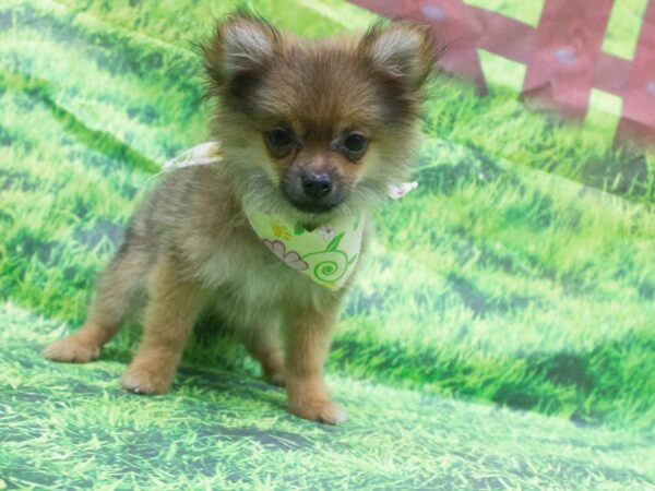 Toy Maltipom DOG Female Sable 12616 Petland Wichita, Kansas