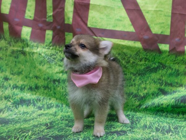 Pomeranian DOG Female Sable 12612 Petland Wichita, Kansas