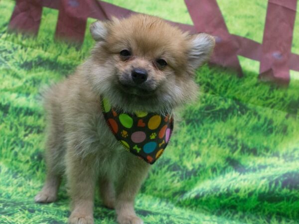 Pomeranian DOG Male Sable 12610 Petland Wichita, Kansas