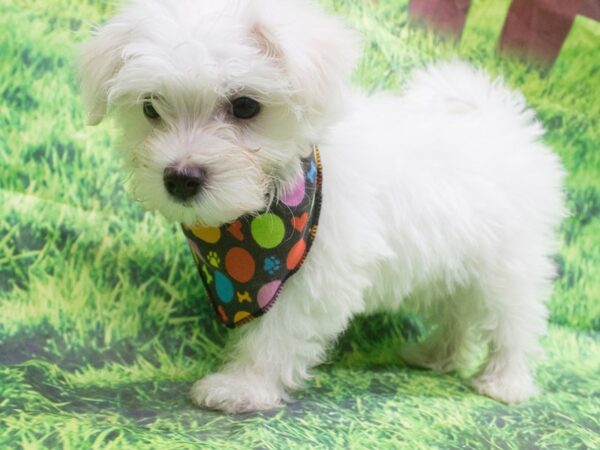 Maltese DOG Male White 12613 Petland Wichita, Kansas