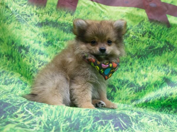 Pomeranian-DOG-Male-Sable-12611-Petland Wichita, Kansas