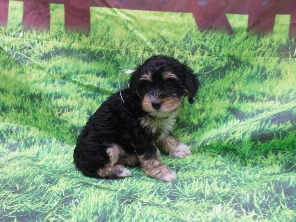 Havapoo-DOG-Female-Black and Tan-12634-Petland Wichita, Kansas