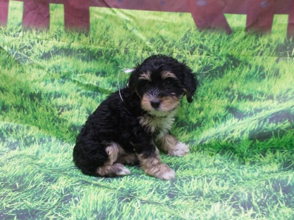 Havapoo DOG Female Black and Tan 12634 Petland Wichita, Kansas