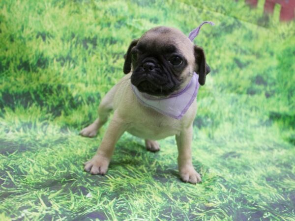 Pug-DOG-Female-Fawn-12649-Petland Wichita, Kansas