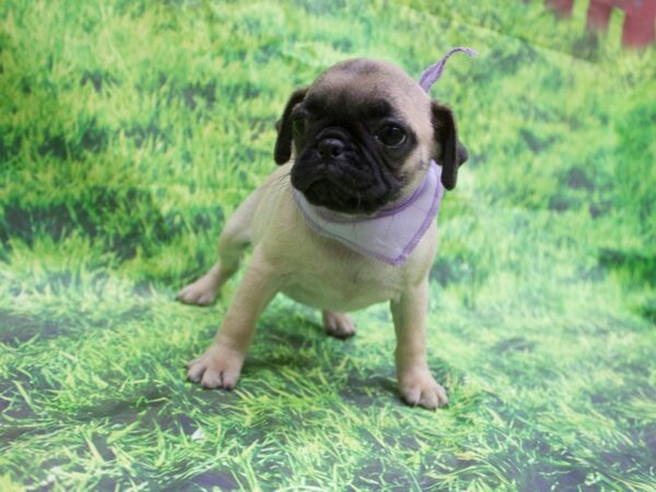 Pug DOG Female Fawn 12649 Petland Wichita, Kansas