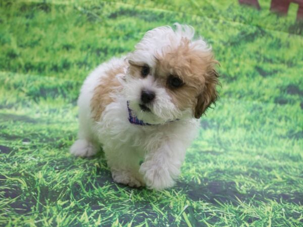 Toy ShihPoo-DOG-Female-White and Tan with Brown Markings-12648-Petland Wichita, Kansas