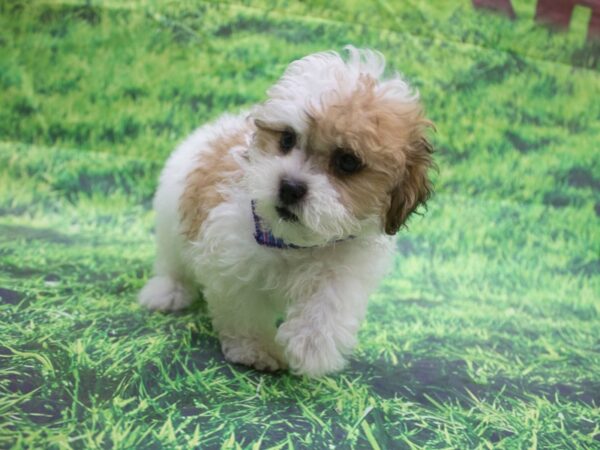 Toy ShihPoo DOG Female White and Tan with Brown Markings 12648 Petland Wichita, Kansas