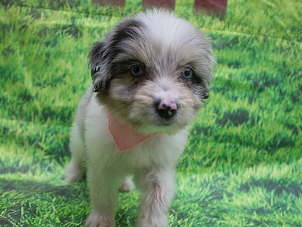 Toy Aussiedoodle DOG Female Blue Merle 12638 Petland Wichita, Kansas