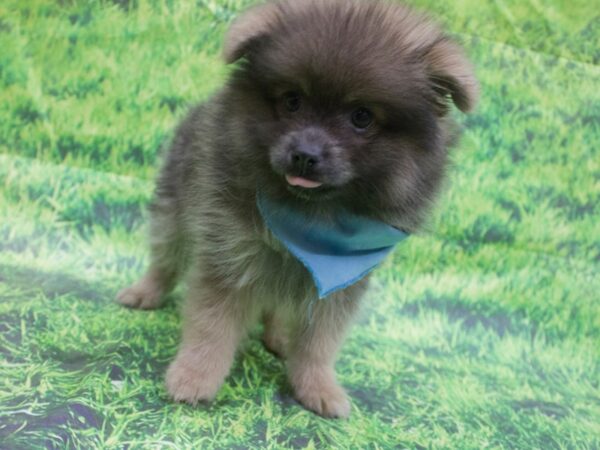 Pomeranian DOG Male Blue fawn 12650 Petland Wichita, Kansas